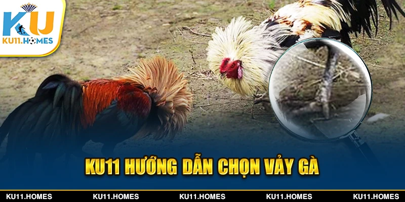 Ku11 hướng dẫn chọn vảy gà đẹp