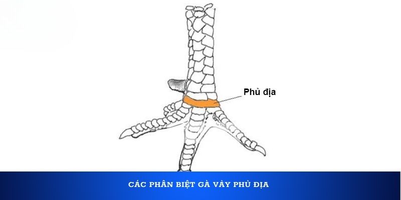 Các phân biệt gà vảy Phủ Địa
