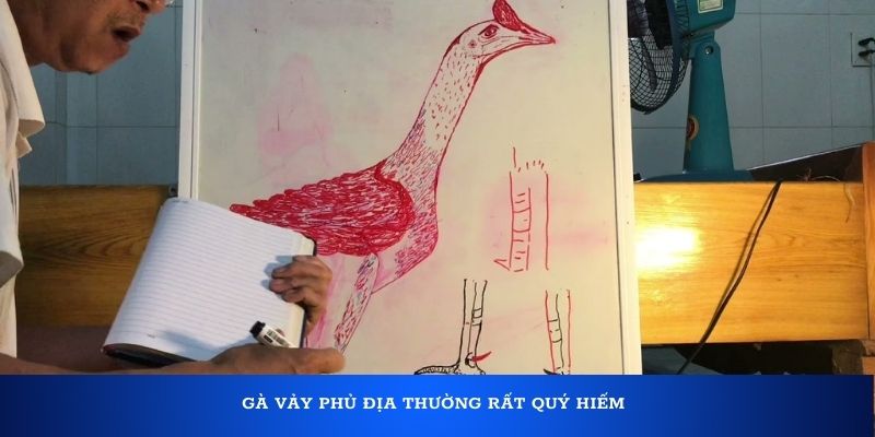 Gà vảy Phủ Địa thường rất quý hiếm