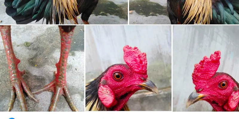 Chân, mào, mắt và cả lông của giống kê chiến này mê mẩn những người yêu thích