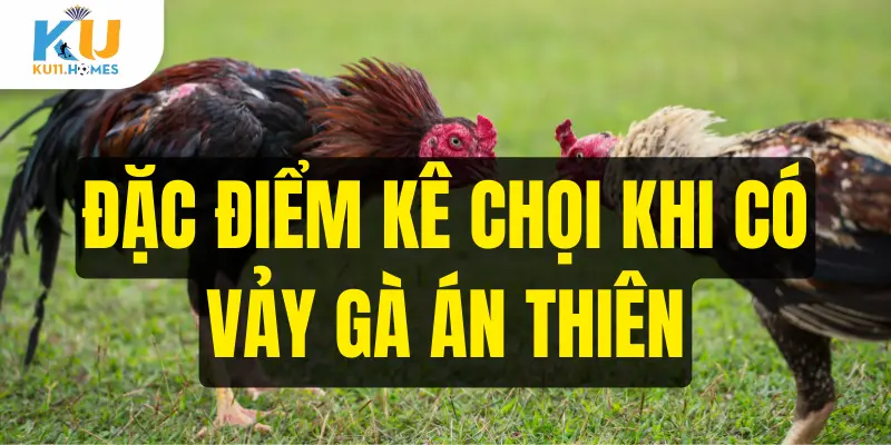 Đặc điểm kê chọi khi có vảy gà án thiên