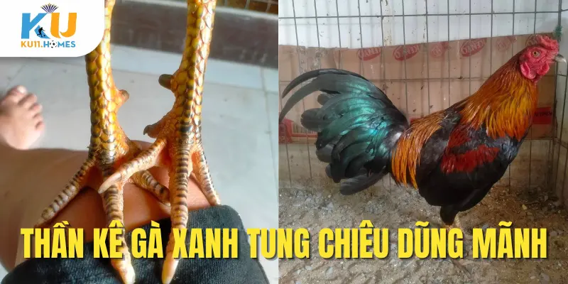 Thần kê gà xanh tung chiêu dũng mãnh
