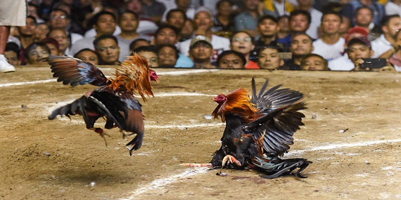 Khám phá các loại màu mạng gà đá thông dụng nhất