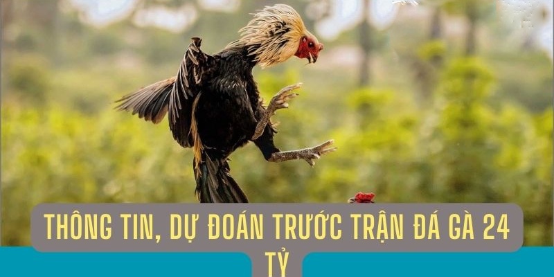 Trận đấu chiến kê 24 tỷ