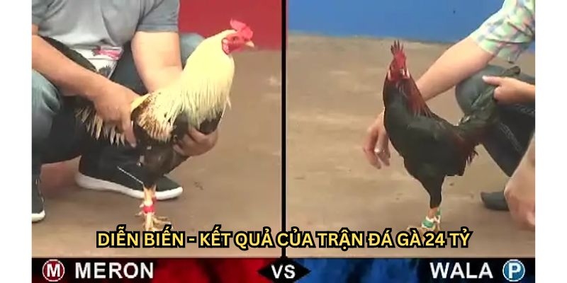 Kết quả của trận chọi gà 24 tỷ