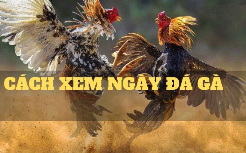 Xem ngày đá gà mang lại nhiều lợi ích